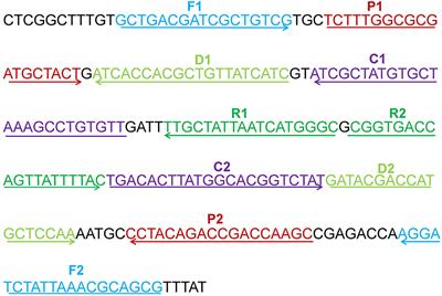 Multiple Cross Displacement Amplification Coupled With Gold Nanoparticles-Based Lateral Flow Biosensor for Detection of the Mobilized Colistin Resistance Gene mcr-1